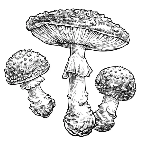 雕刻风格插图 手绘蘑菇套件 — 图库矢量图片#