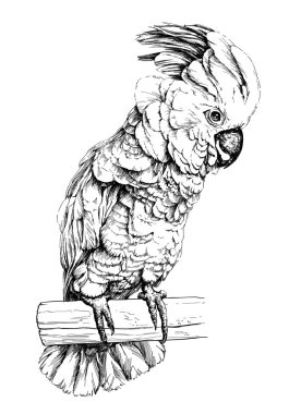 Papağan papağan Mölük