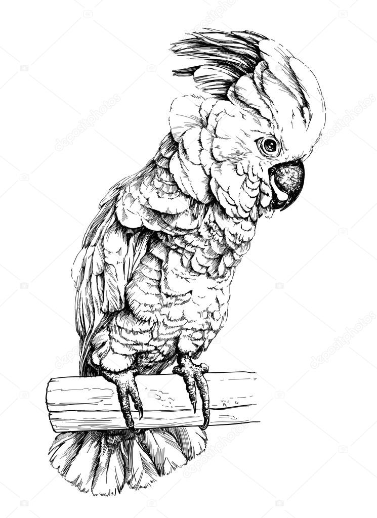 Parrot Cockatoo Moluccan