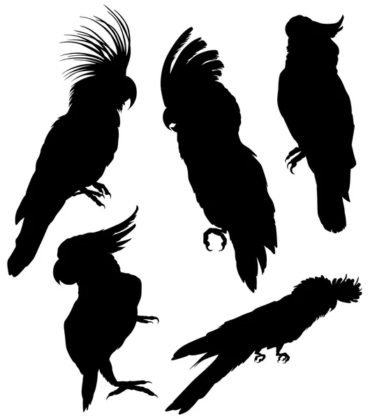 Silhouettes of Birds -  big set — Stock Vector