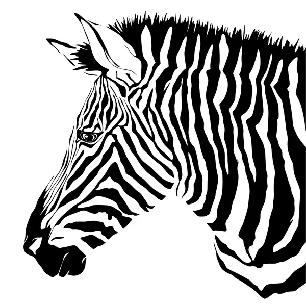 Zebra preto e branco — Vetor de Stock