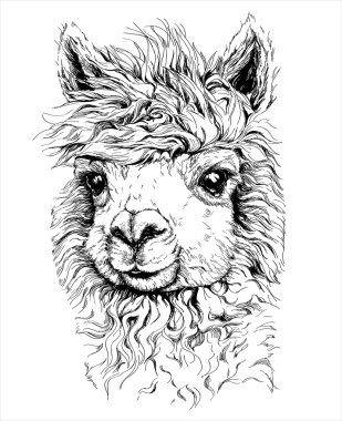 Realistic sketch of LAMA Alpaca clipart