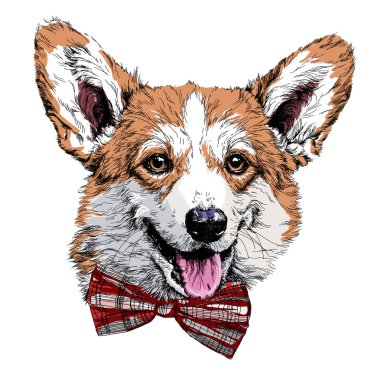 Komik Pembroke Welsh corgi köpek.