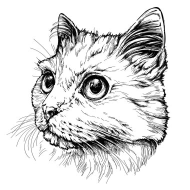 Kedi portre. Elle çizilmiş