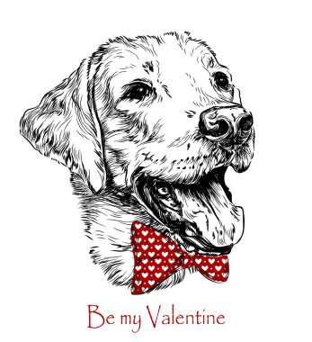 Komik labrador köpek.