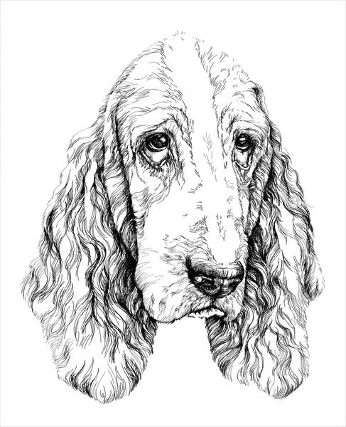 Sketch of funny Basset Hound dog. - Stok Vektor