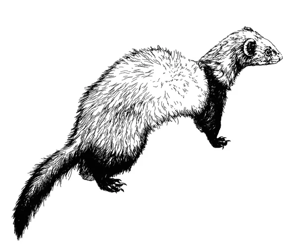 Dessin du furet, illustration — Image vectorielle