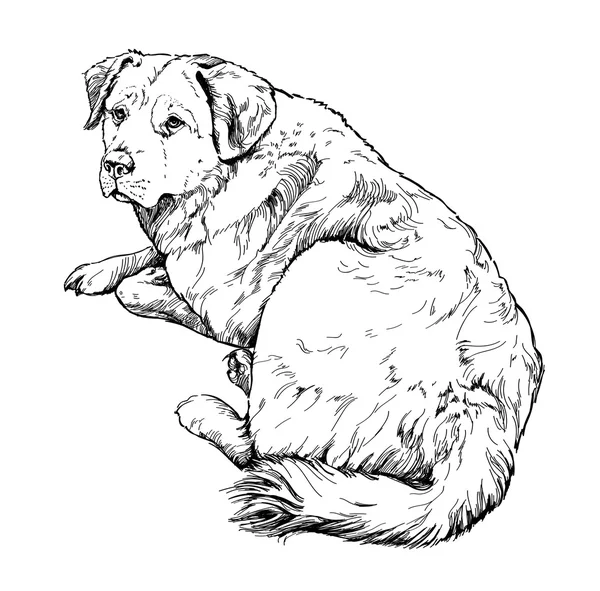 Σκίτσο του σκύλου. εικονογράφηση. — Διανυσματικό Αρχείο