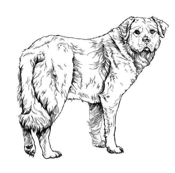 Sketch of dog. illustration. — Stock Vector