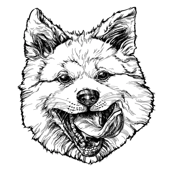 Bosquejo de perro Akita divertido . — Vector de stock