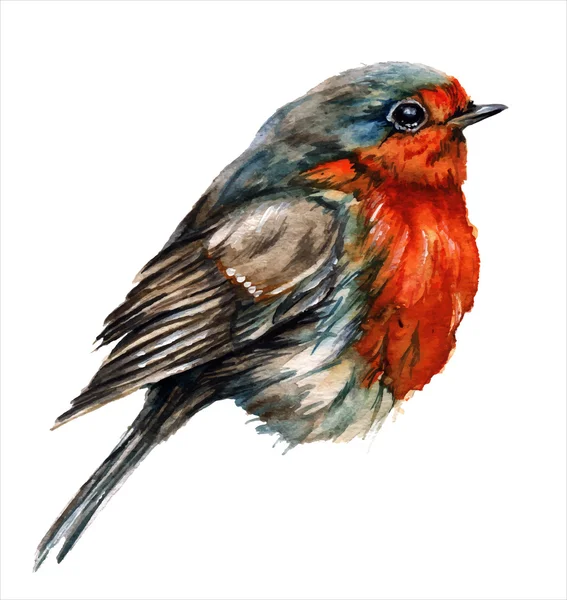 Robin πουλί, ακουαρέλα, ζωγραφική. — Διανυσματικό Αρχείο