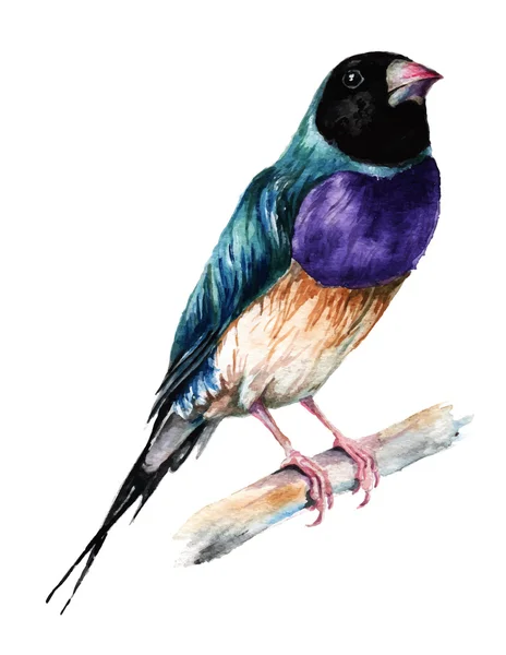 Gould finch, suluboya resim.