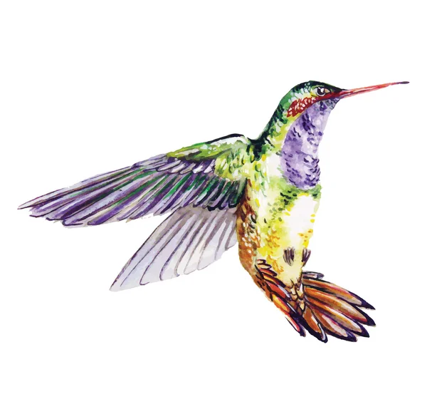 Kolibri, akvarell festészet — Stock Vector