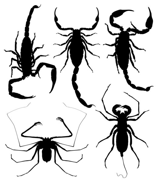 Иллюстрация Скорпионов на фоне Дуайта
.