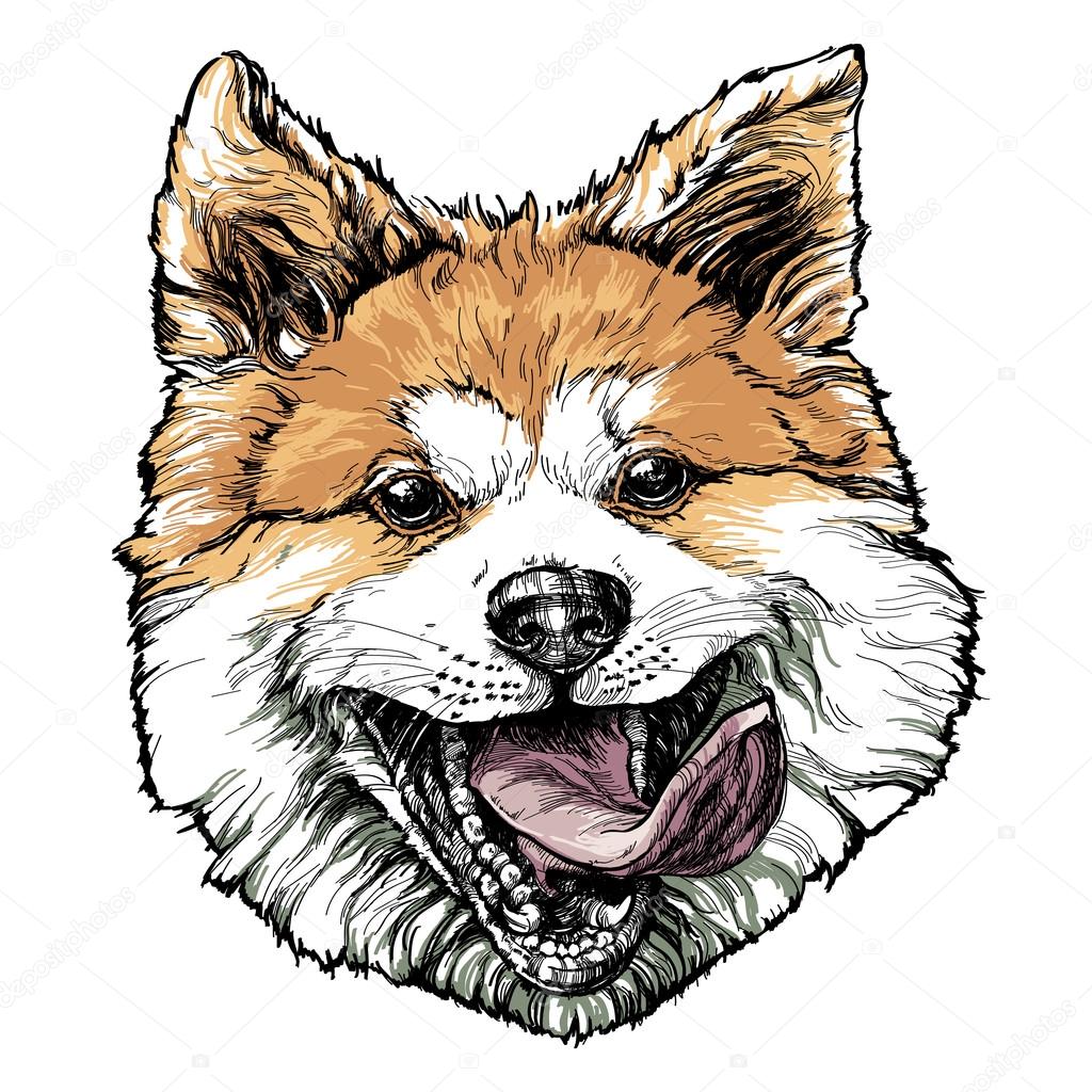 Sketch of funny Akita dog.
