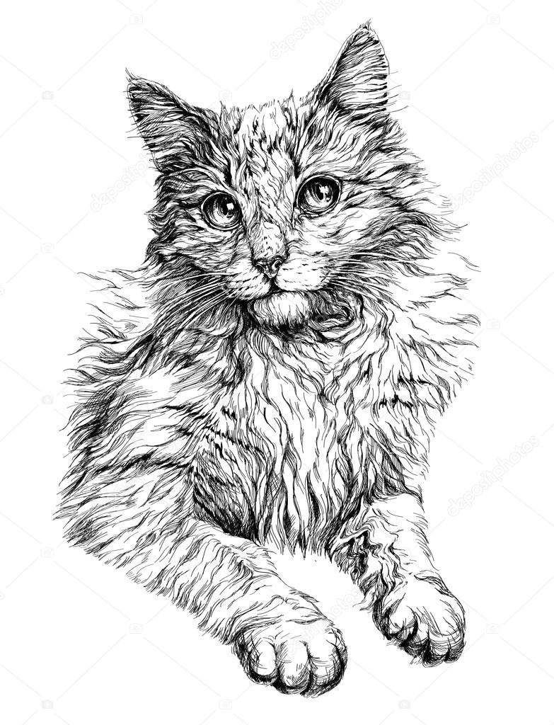 Cat portrait. Hand drawn