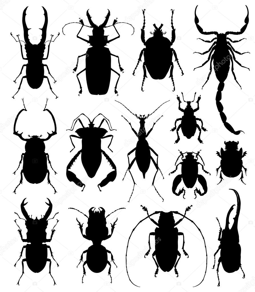 Illustration of beetles silhouettes
