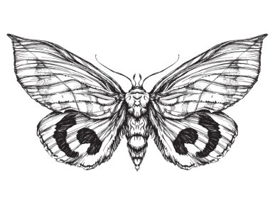 Detailed realistic sketch of a butterfly clipart