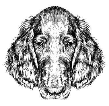 Köpek İrlandalı Setter taslağını.