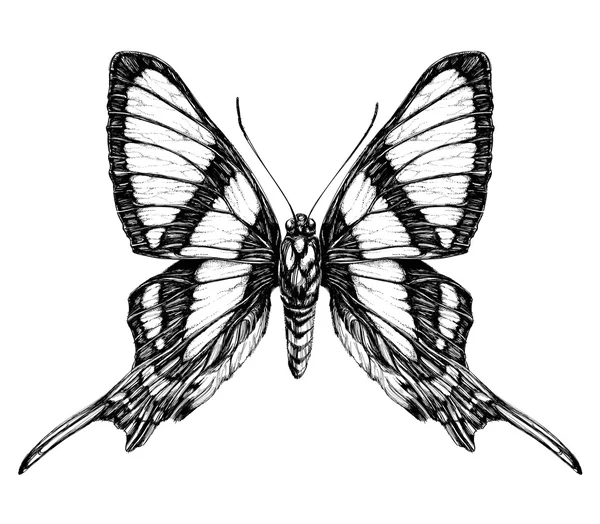 蝶の詳細なリアルなスケッチ — ストックベクタ