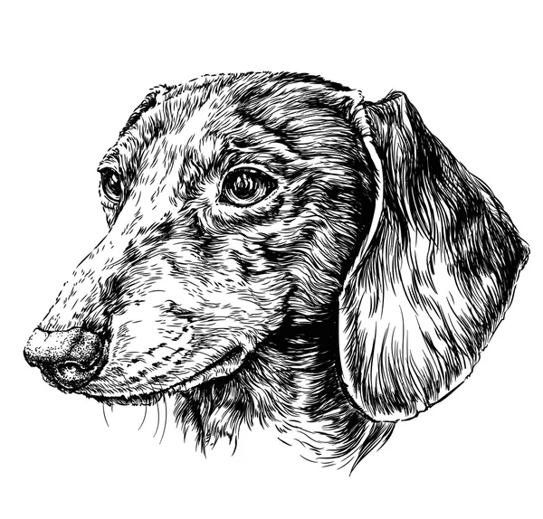 Esboço de Dog Dachshund . — Vetor de Stock