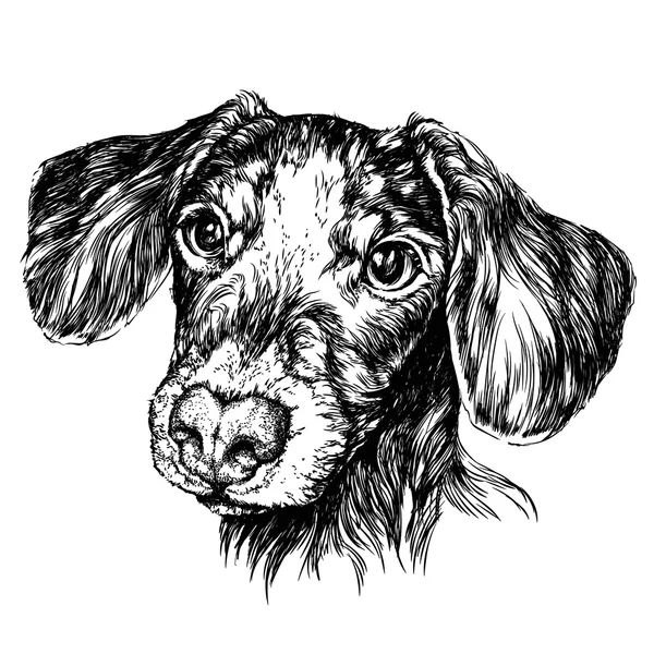 Croquis de drôle de chien teckel . — Image vectorielle