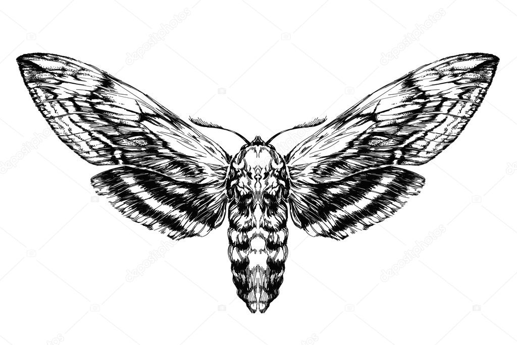 Moth sketch. Detailed realistic sketch of a moth