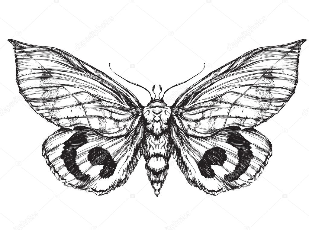 Detailed realistic sketch of a butterfly