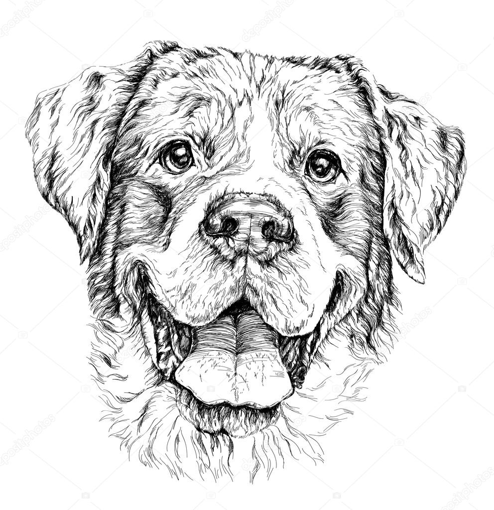 Sketch of funny shepherd dog