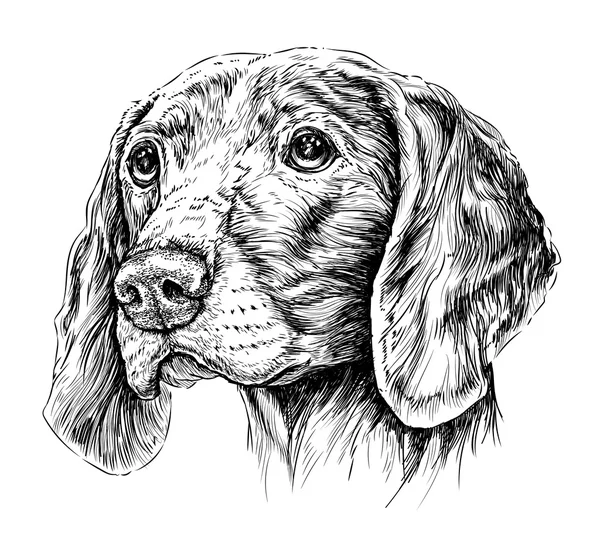 Croquis du pointeur Weimar pour chien . — Image vectorielle