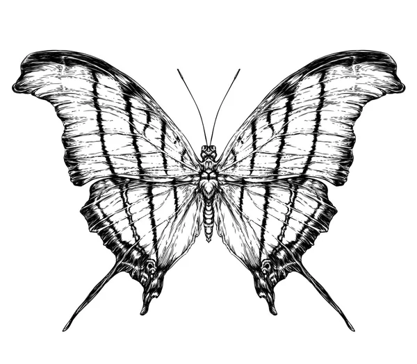 Bir güve detaylı gerçekçi kroki