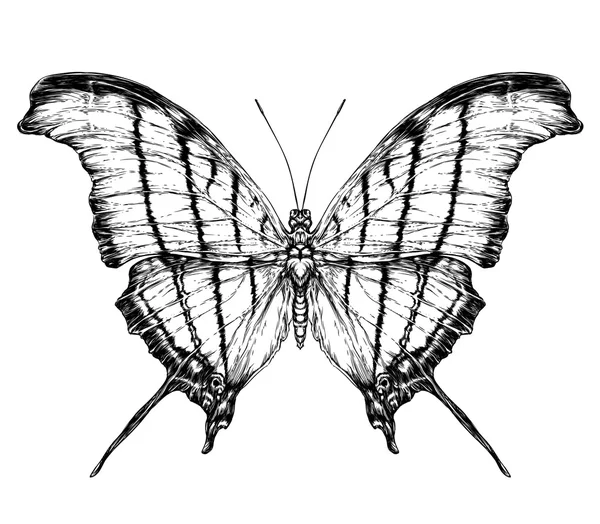 Detaillierte realistische Skizze einer Motte — Stockvektor