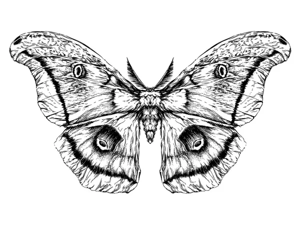 Λεπτομερείς ρεαλιστική σκίτσο μιας πεταλούδας — Διανυσματικό Αρχείο