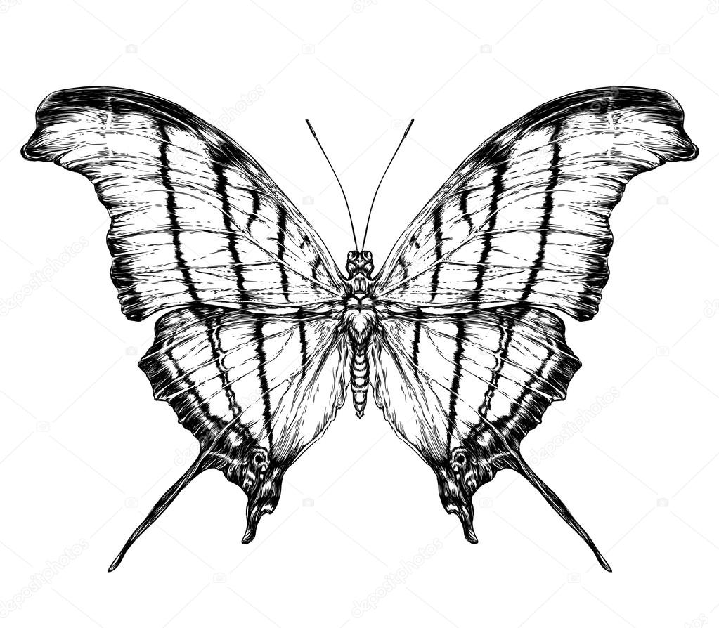 Detailed realistic sketch of a moth