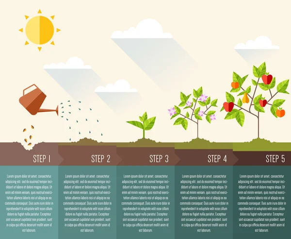 Lépést, növényi növekedés. Vektor Grafikák
