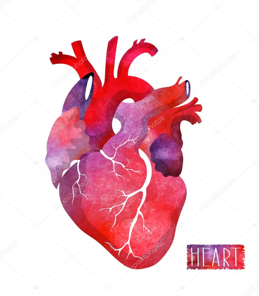 Realistic watercolor heart.