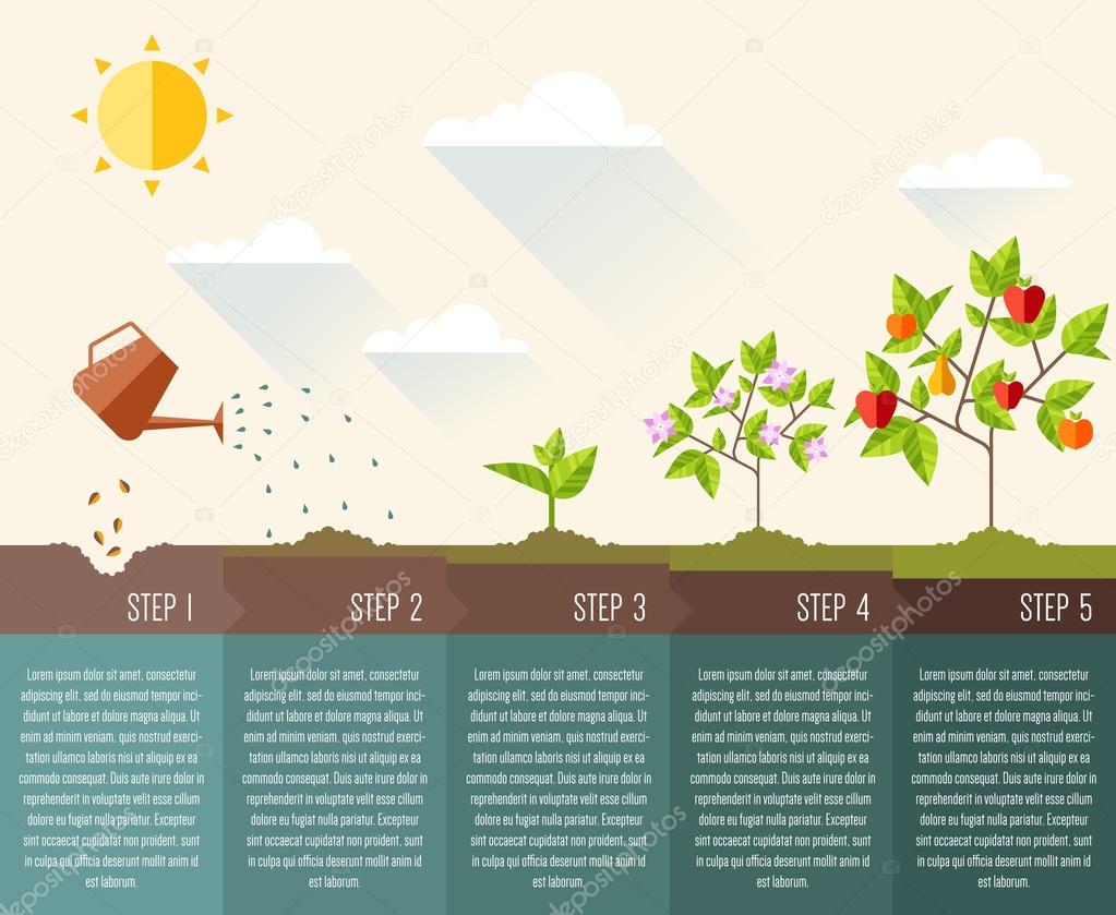 Steps of plant growth.