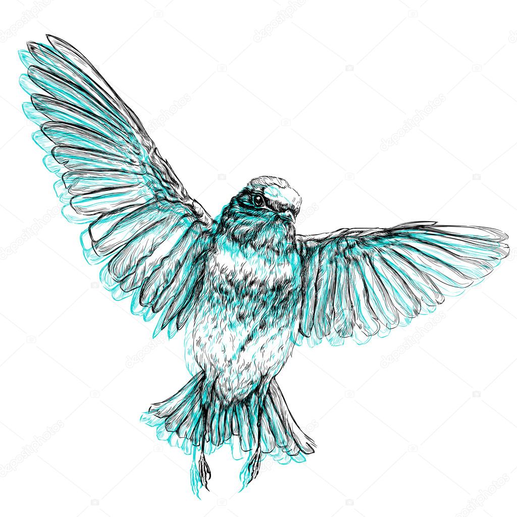 Hand drawn style  bird.