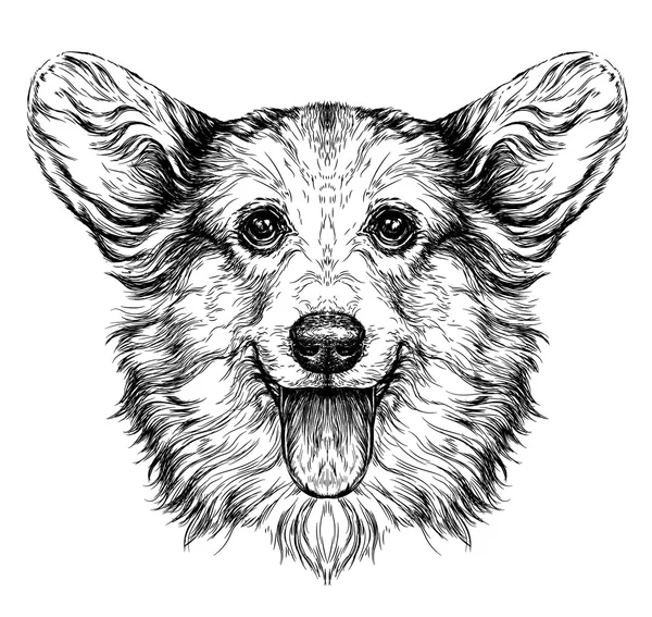 Komik Pembroke Welsh corgi köpek.