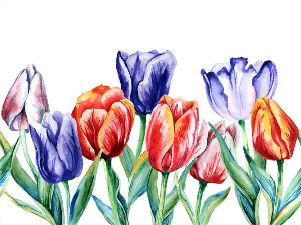 Akvarel vzorek s tulipány. — Stockový vektor