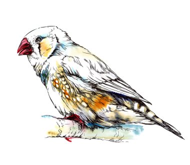 Şube üzerinde oturan zebra finch kuş