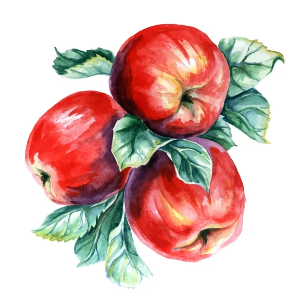 Pintura acuarela de manzanas — Vector de stock