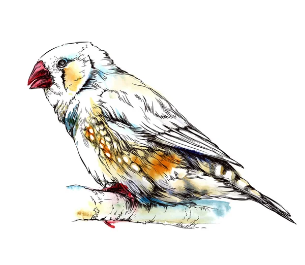 Pájaro pinzón cebra sentado en la rama — Archivo Imágenes Vectoriales