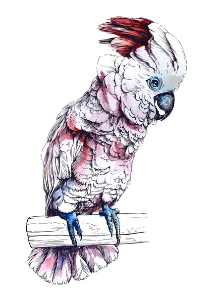 Papagaio Cacatua Molucano . — Vetor de Stock