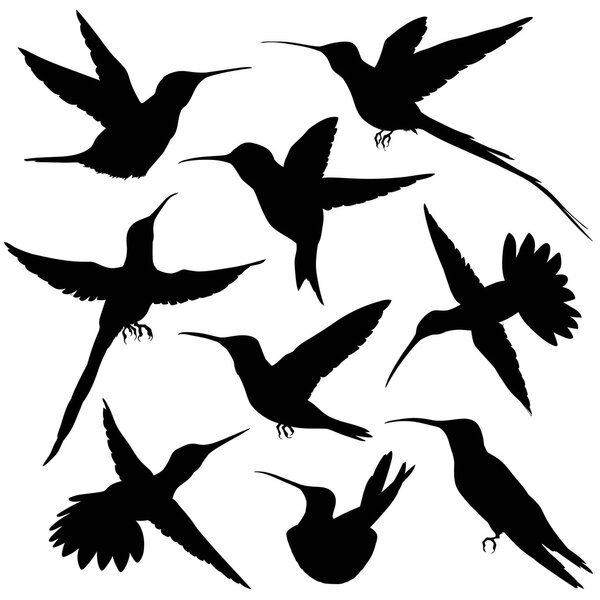 Hummingbirds Silhouette. illustration