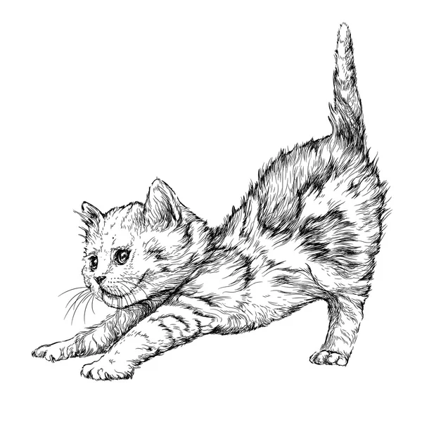 Beyaz yavru kedi playing.isolated