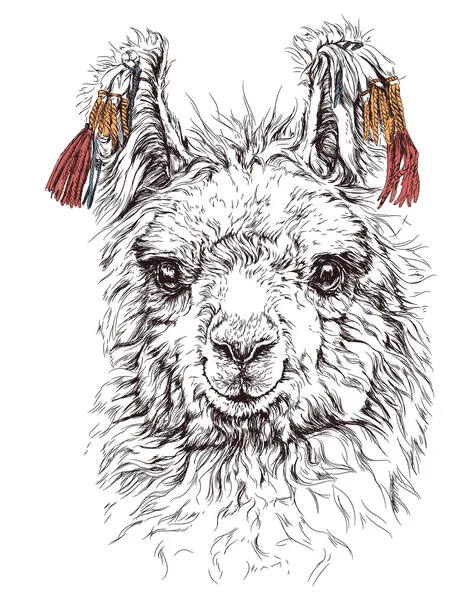写实素描的喇嘛羊驼 — 图库矢量图片