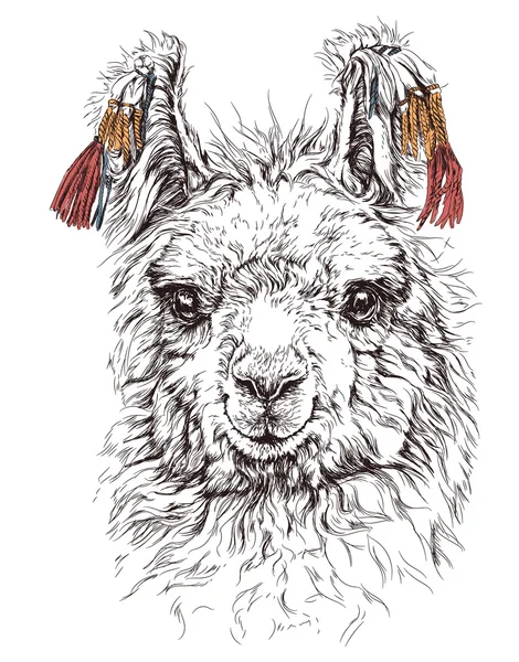 Esboço realista de LAMA Alpaca — Vetor de Stock