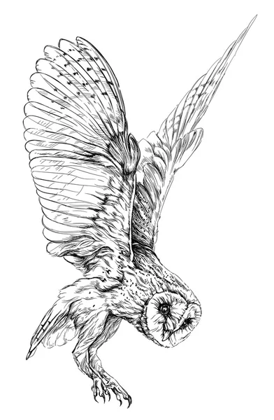 Schets van Barn owl. — Stockvector