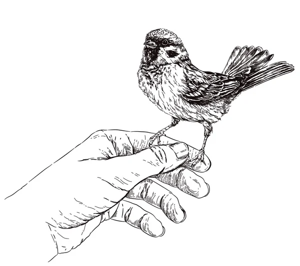 Sparrow sitting on hand — Stock Vector